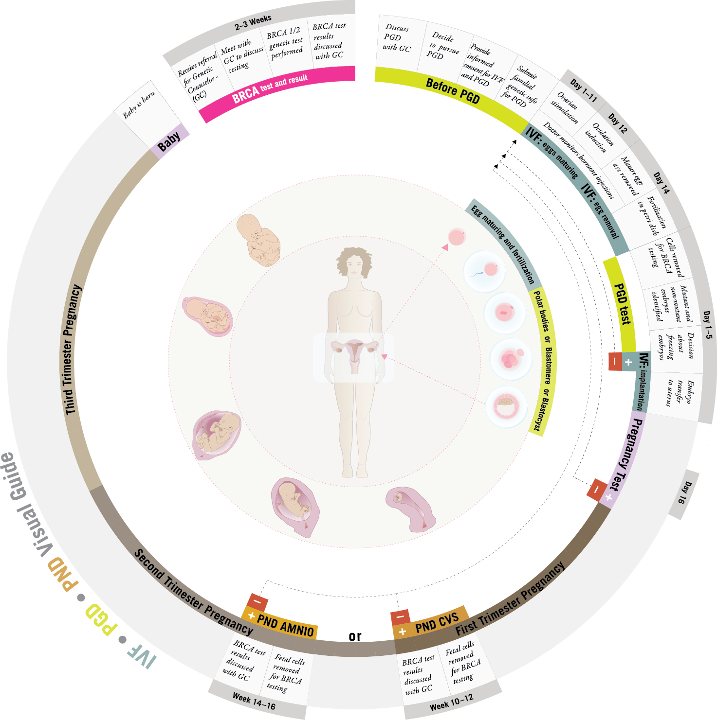 visual guide to BRCA