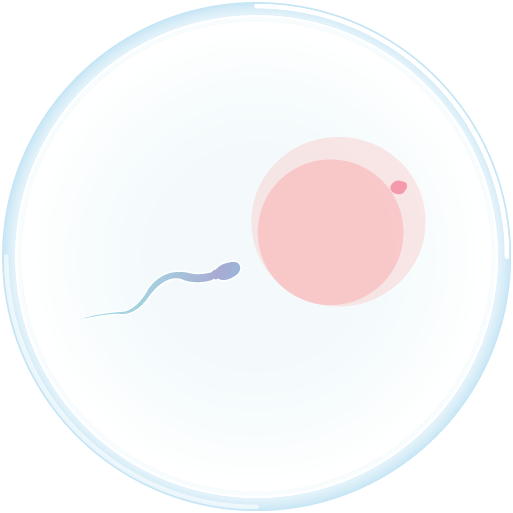 fertilzation